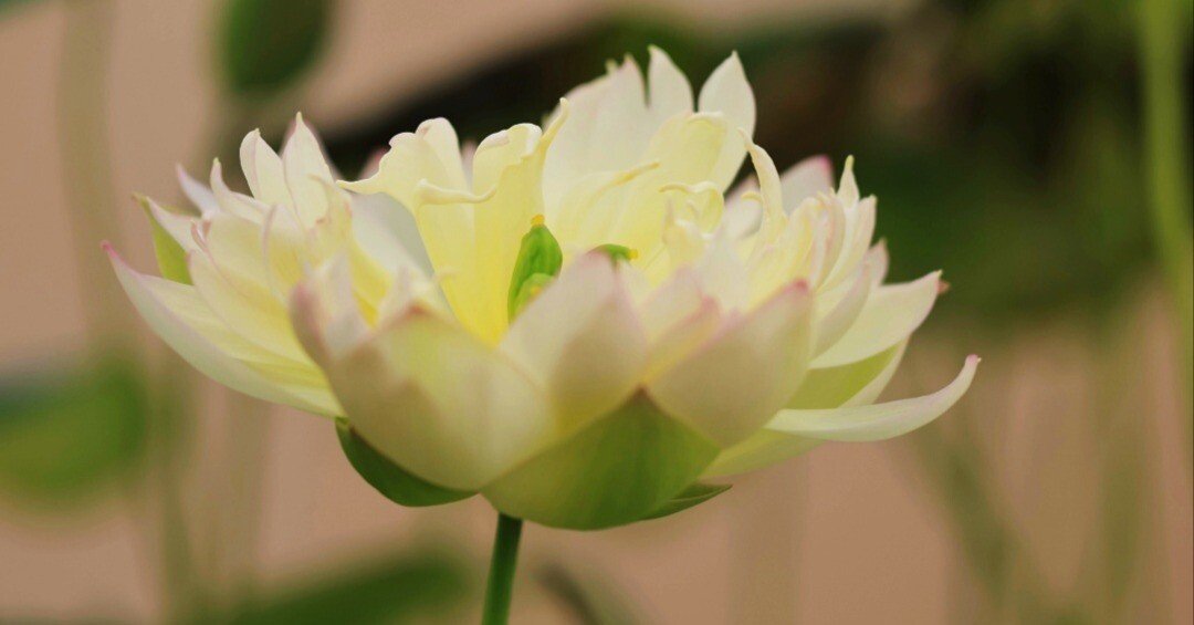 蓮の花の夢｜ふくながえつこ