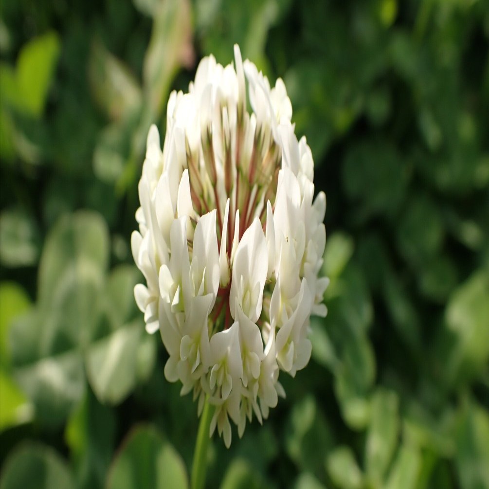 シロツメクサ【短歌の世界に生きる植物たち】｜しろいくま
