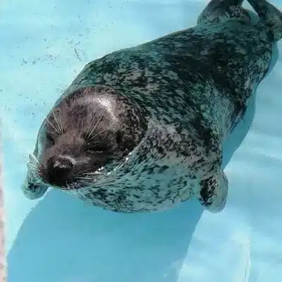 ちゃんよし