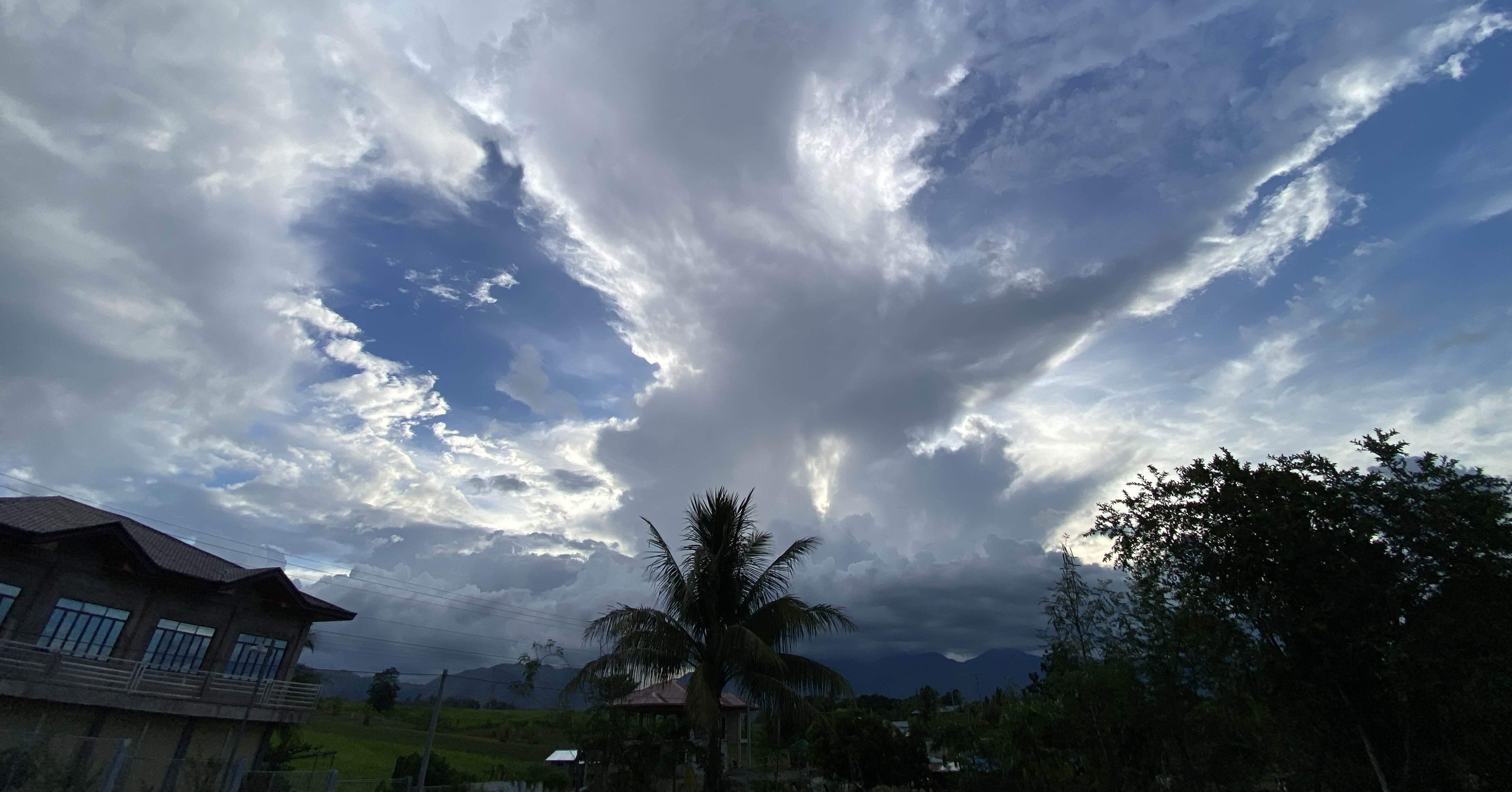 新しいヤシの木 約2メートル ヤシの木 観葉植物 フェニックスロベレニー