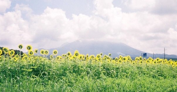 私の夏の庭 rectangle_large_type_2_39be370
