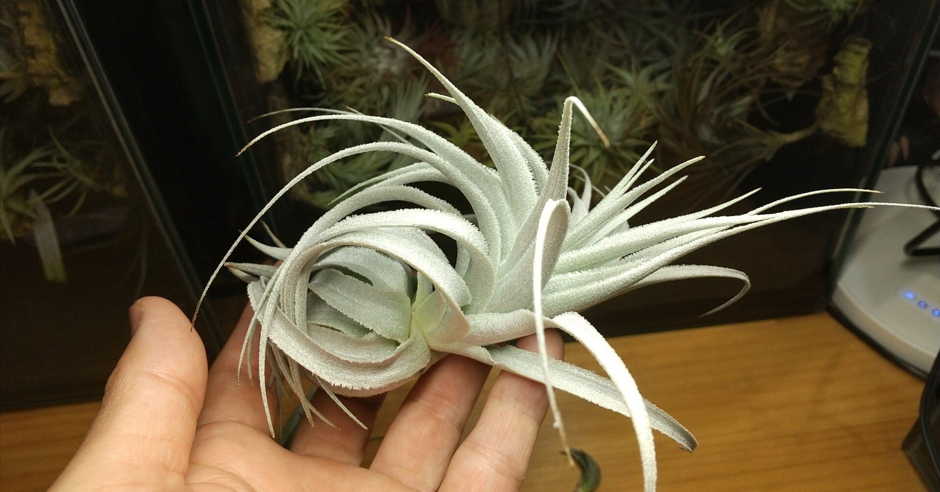 チランジア入荷リスト7/4｜NatureGarden🌿神田