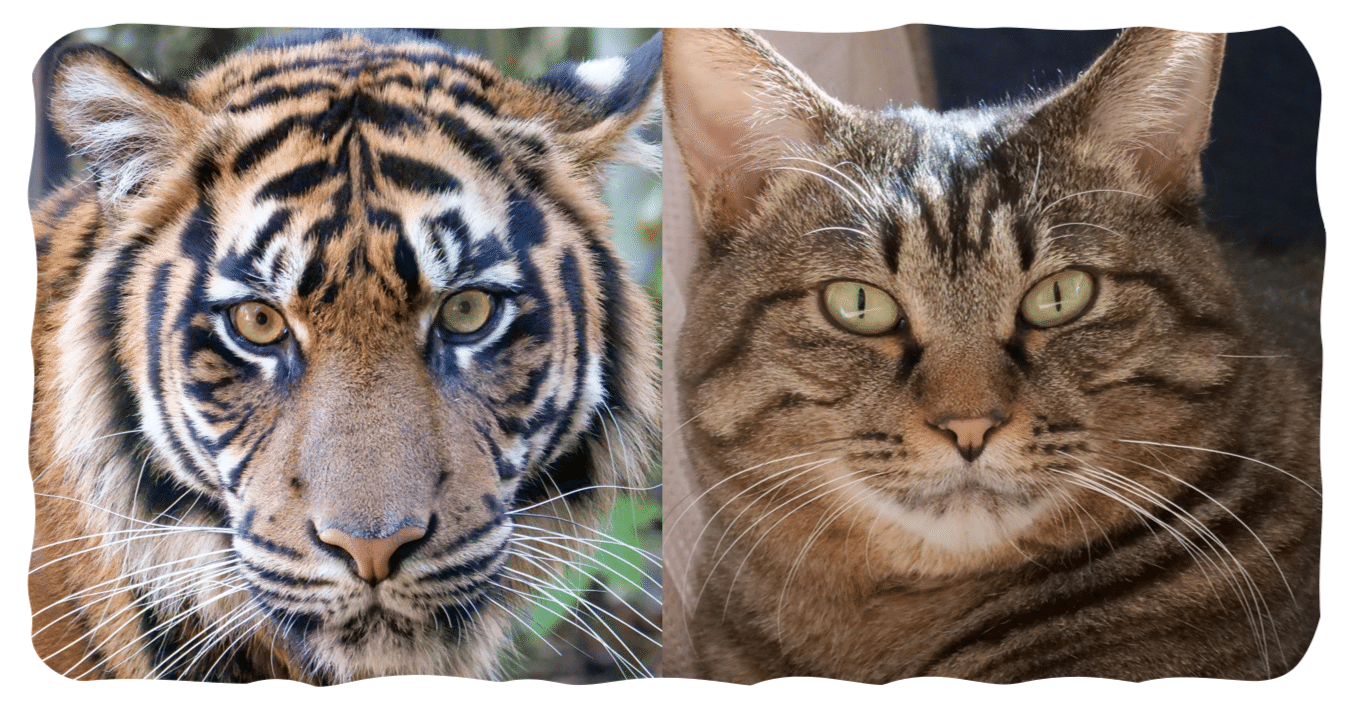 あなたはどっち派? スマトラトラとキジトラ (虎と猫)｜はなち みつき