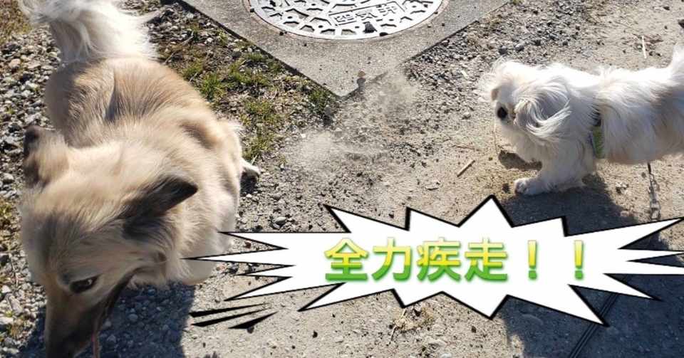 お利口なワンコへの近道 犬の運動 徹底解説 ドッグライフサポーター 獅子パパ Note