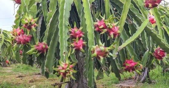 23b5dad8925e72cf48d5e3ce3b74a4