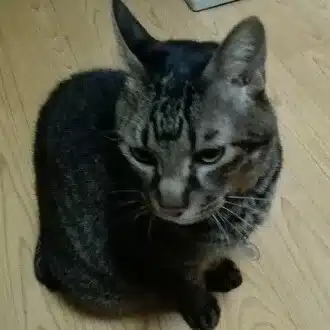 しま猫