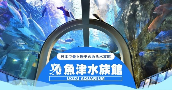 専用ページ設定中　なな♡サメ　様　2025年4月22日(火)17時48分まで A4 サイズ下敷き サメグッズ おもしろ文房具 鮫の図鑑 鮫大全