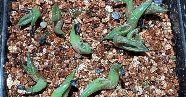 アガベ　隣人 アガベ沼に落ちた話12「我がアガベ全紹介・アガベ沼の住人となり