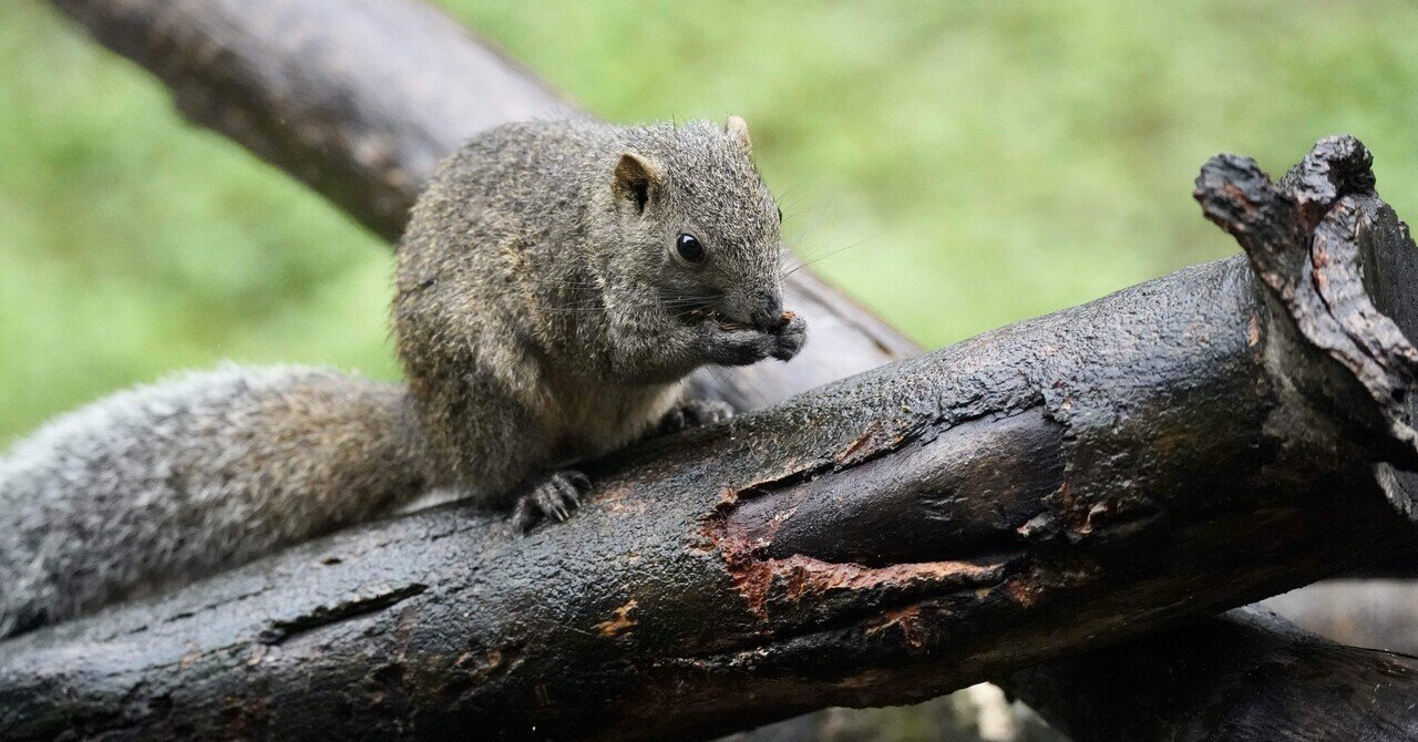 トウブハイイロリス図鑑 Eastern Gray Squirrel｜M_ayumi