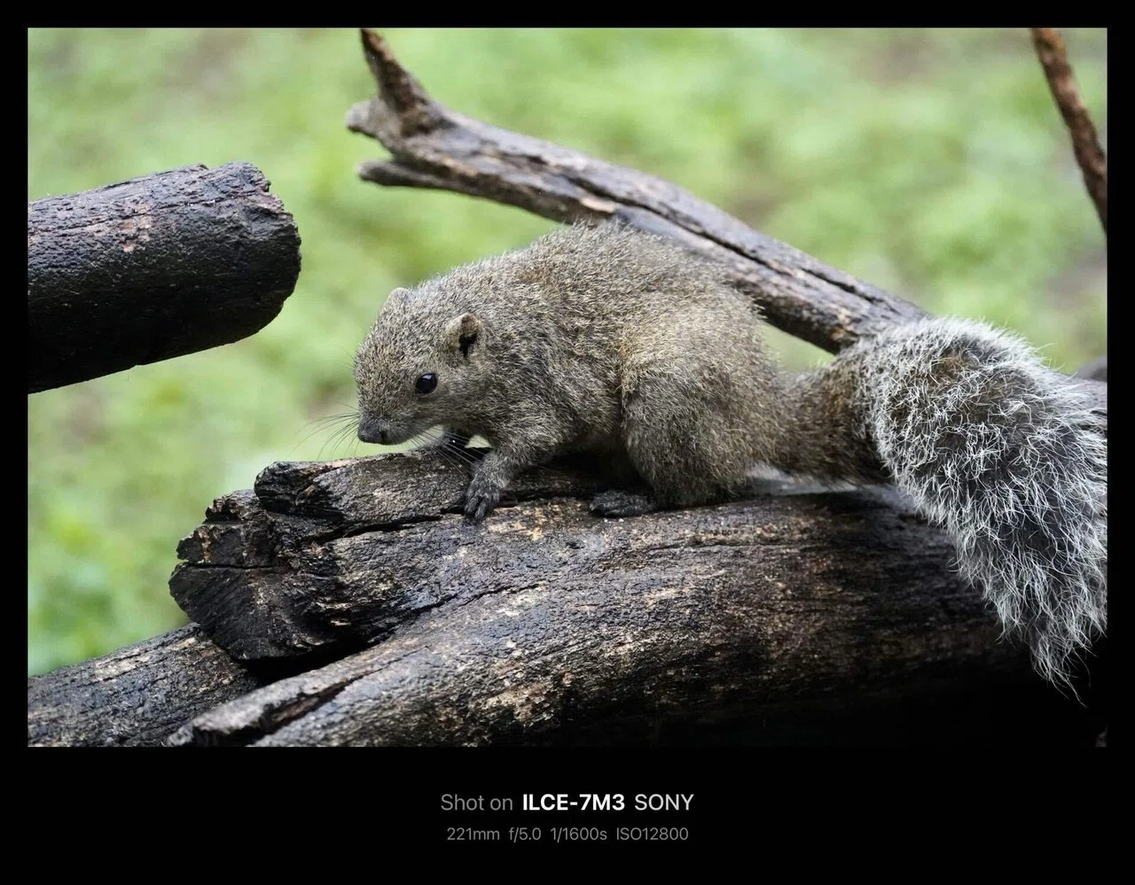町田リス園 / Machida Squirrel Garden(Tokyo, Japan)｜N.Hagimoto