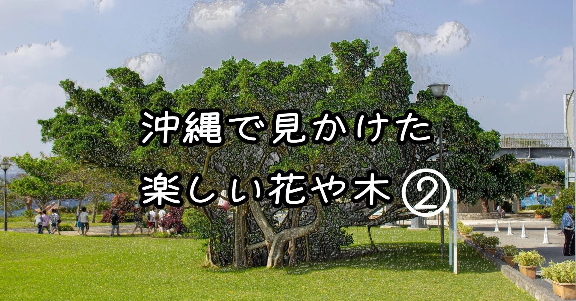 締め殺しの木 ガジュマル｜yama yama