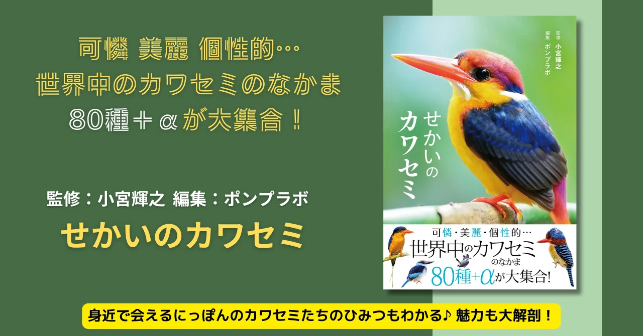 【真作】掛軸　早春　カワセミとネコヤナギ図　共箱入　V81 にっぽんのカワセミ | 矢野亮 |本 | 通販 | Amazon