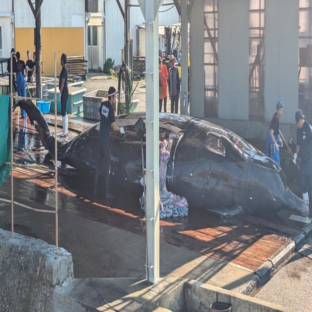 『初老連合』黒鯨3   確認用 日本遺産「鯨とともに生きる」 – 和歌山県・熊野エリア観光