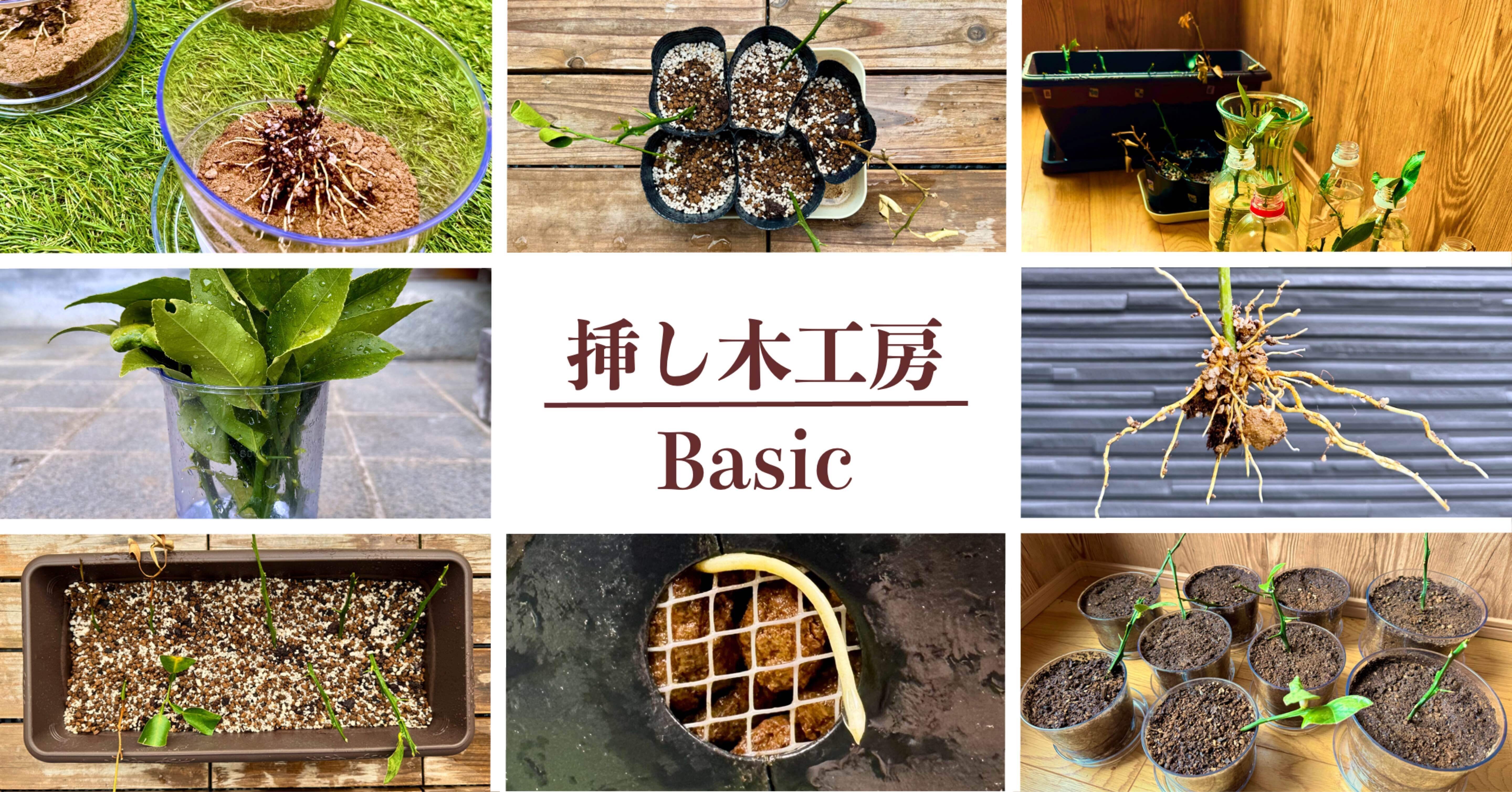 実録】8本中8本全て発根した成功率100%の挿し木のやり方◇挿し木工房