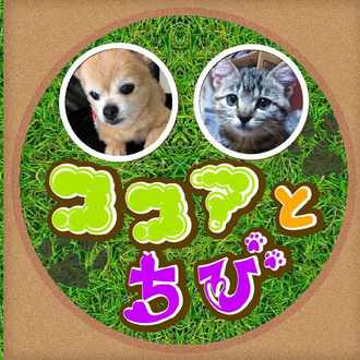 犬が飼い主の鼻の穴だけではなく足や手を舐める理由はストレスmax状態だから ココアとちび Note