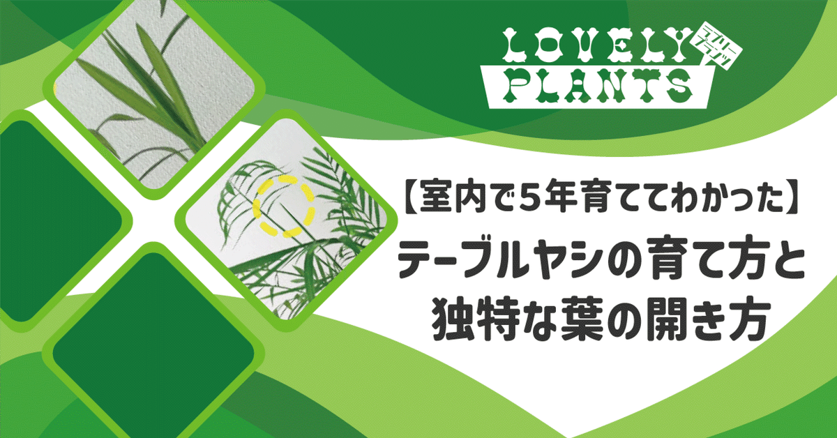 テーブル椰子5年もの 室内で5年育ててわかった】テーブルヤシの