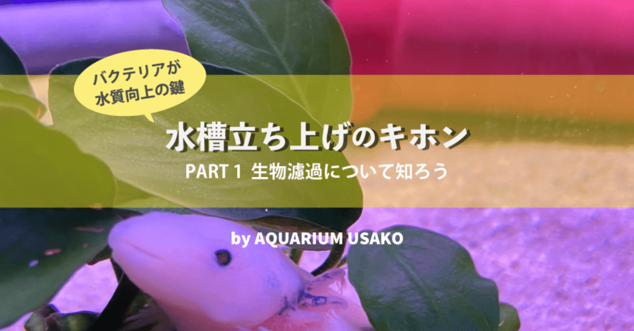 水槽の立ち上げのキホン 生物濾過について知ろう うさこ Aquarium Note 水槽の立ち上げのキホン 生物濾過について知ろう うさこ Aquarium Note