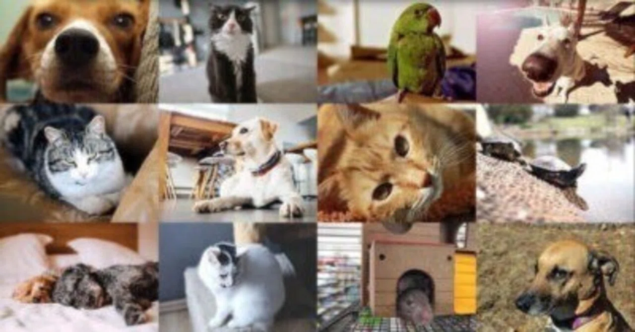 アラフォー】愛玩動物看護師を取得した理由｜いちあきよしみ