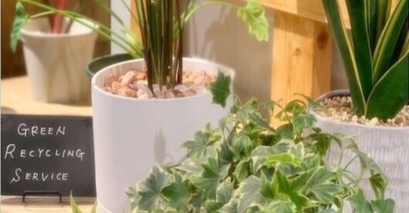 観葉植物×手放すやさしさ