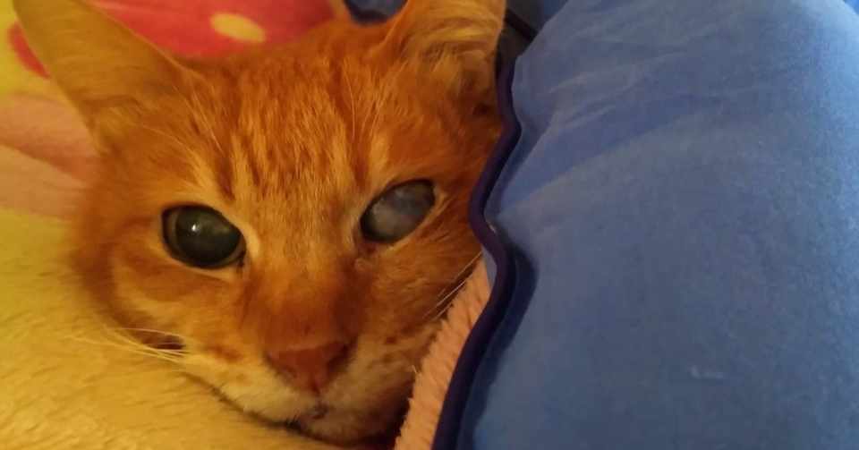 猫のてんかん３ 副作用との調整 ともえねこ Note
