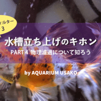 水槽立ち上げのキホン ろ材で増やす濾過バクテリア うさこ Aquarium Note