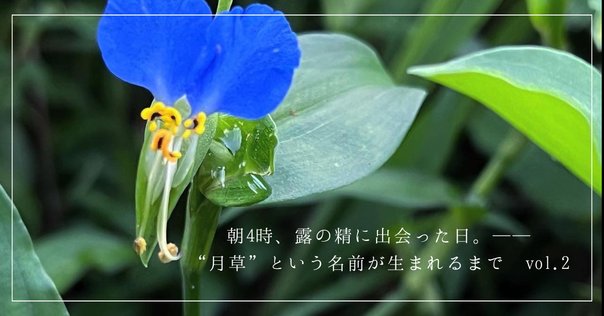 サラと魔女とハーブの庭 サラと魔女とハーブの庭 | 七月 隆文 |本 | 通販 | Amazon