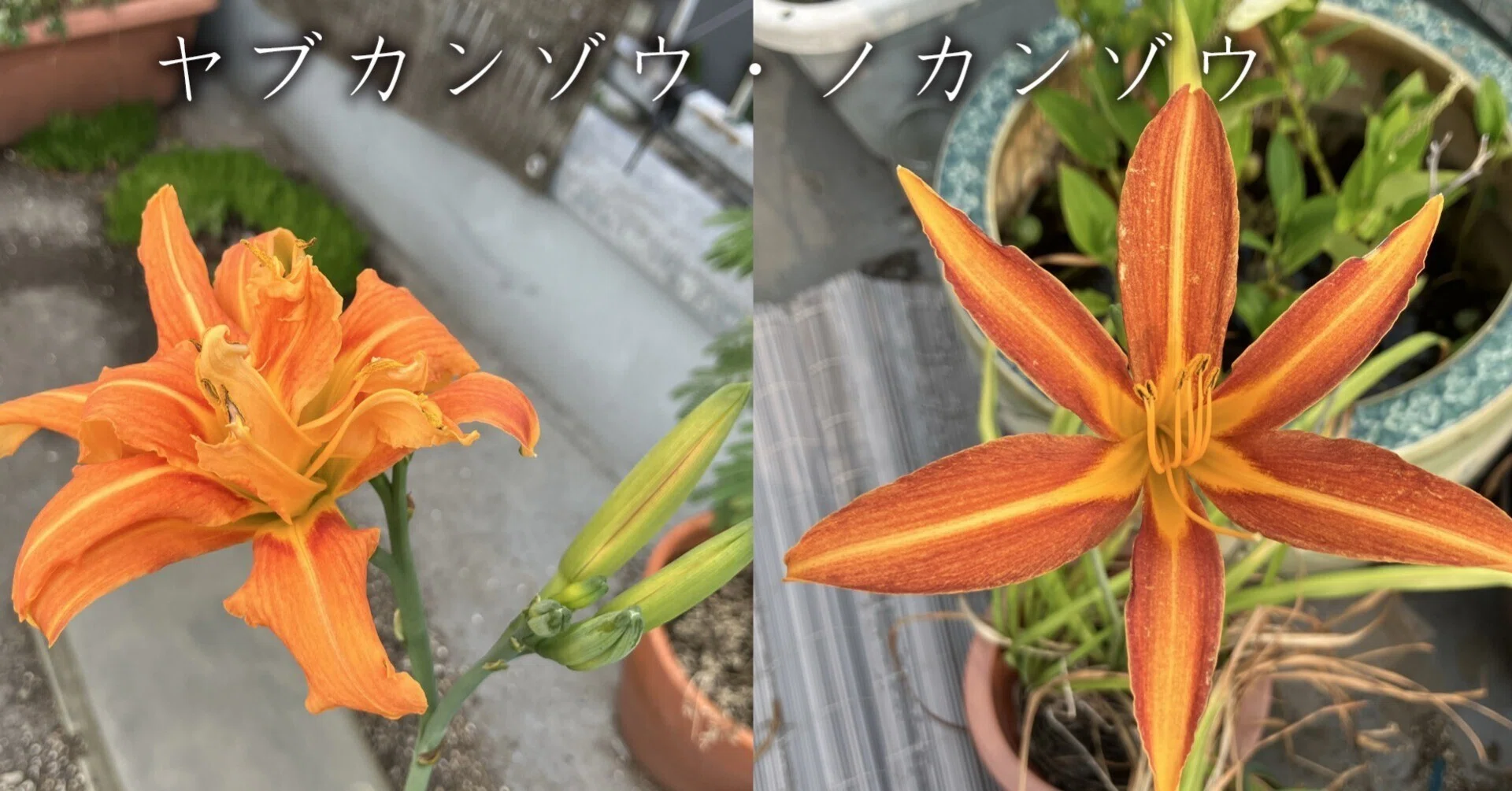 ヤブカンゾウ・ノカンゾウ｜さとうかよこ（きらら舎）