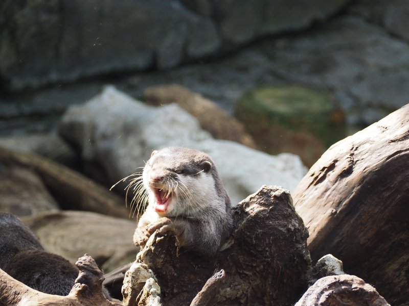 大阪 海遊館 梅田 02 03 苔 Note