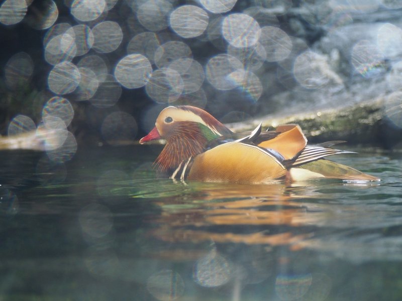 大阪 海遊館 梅田 02 03 苔 Note