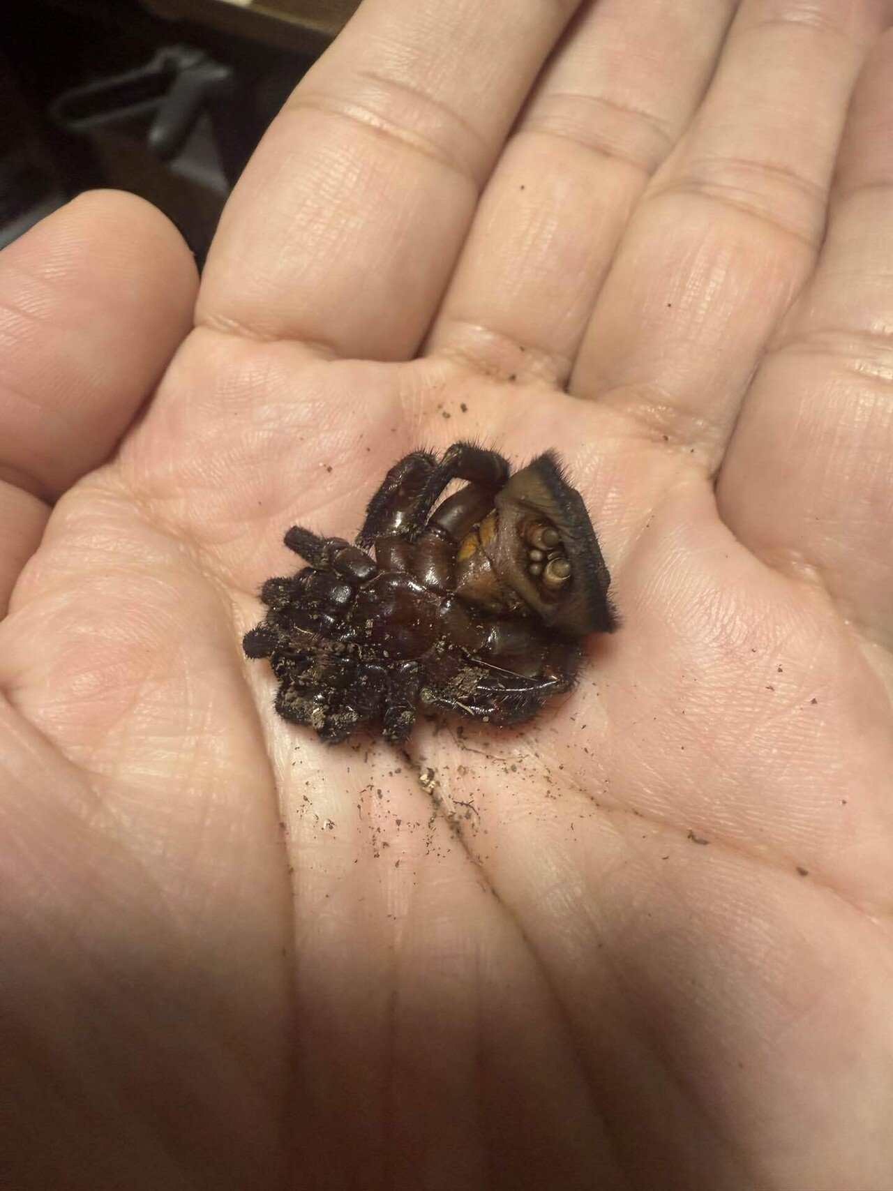 トラップドアスパイダー】シリキレグモ｜魁‼︎奇蟲天国❤️