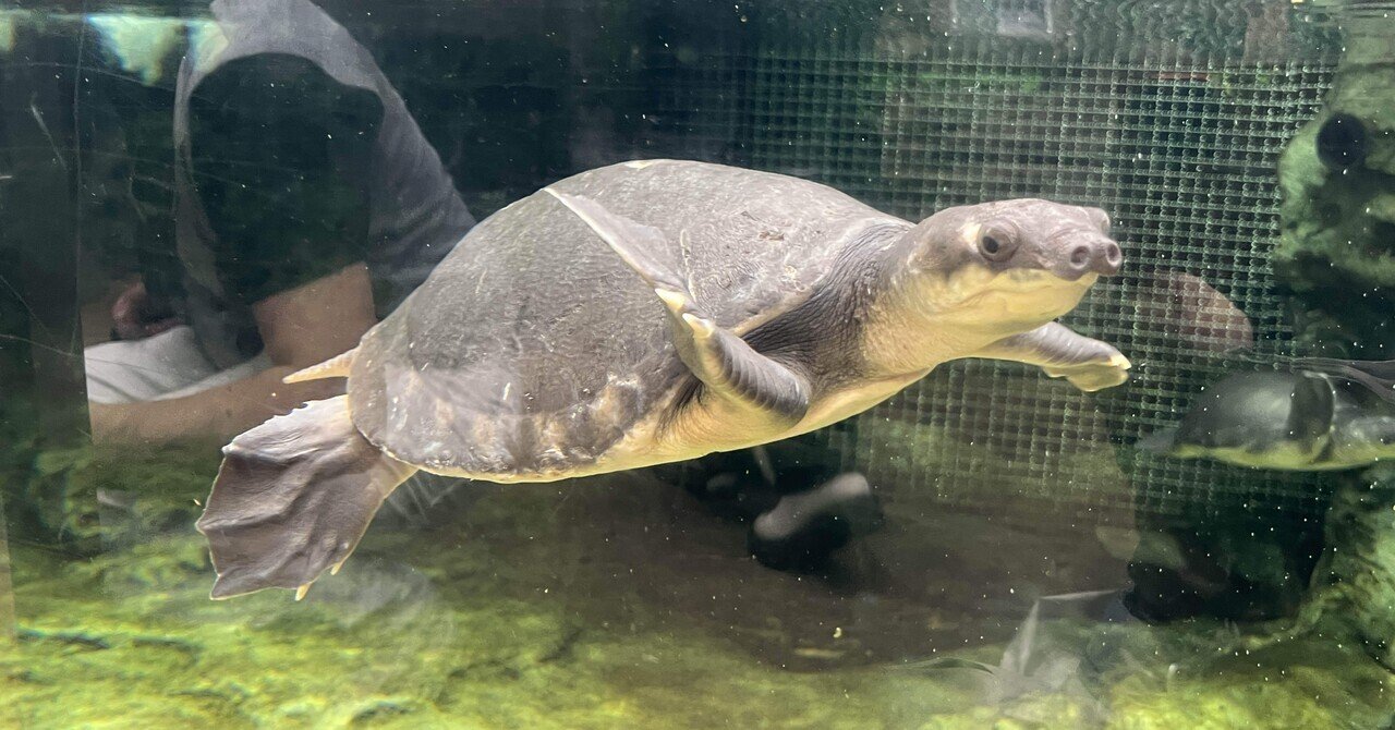 シャンシャンとの再会 雅安碧峰峡パンダ基地｜Xiangmaru 大熊猫