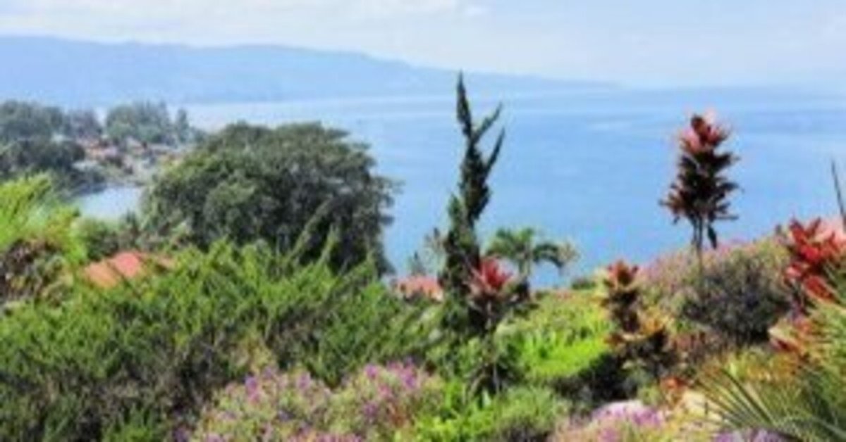 インドネシアの熱帯薬用植物：日本初のアンダリマン山椒（2）｜Jamu