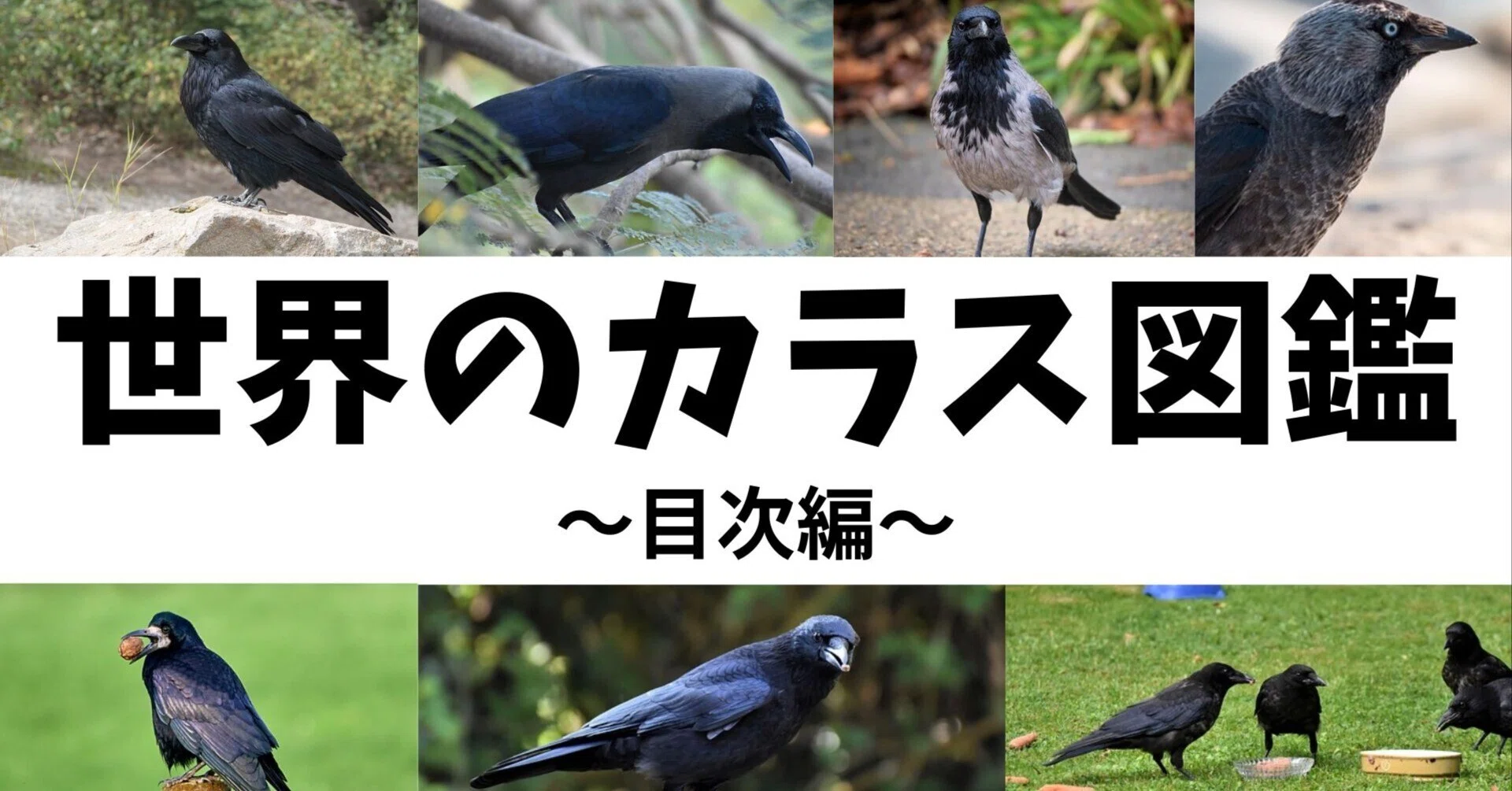 カラスとよる 世界のカラス図鑑 目次編｜からすむら