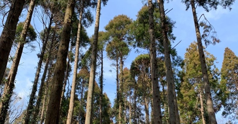 花粉症の歴史 すーしゅん Note