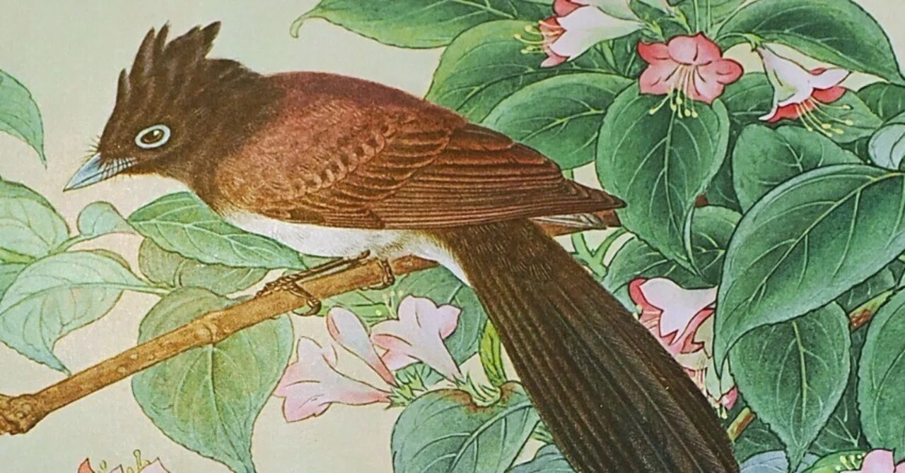 暑い日は古書街で探鳥：100年経っても美しい鳥たち｜もずきち