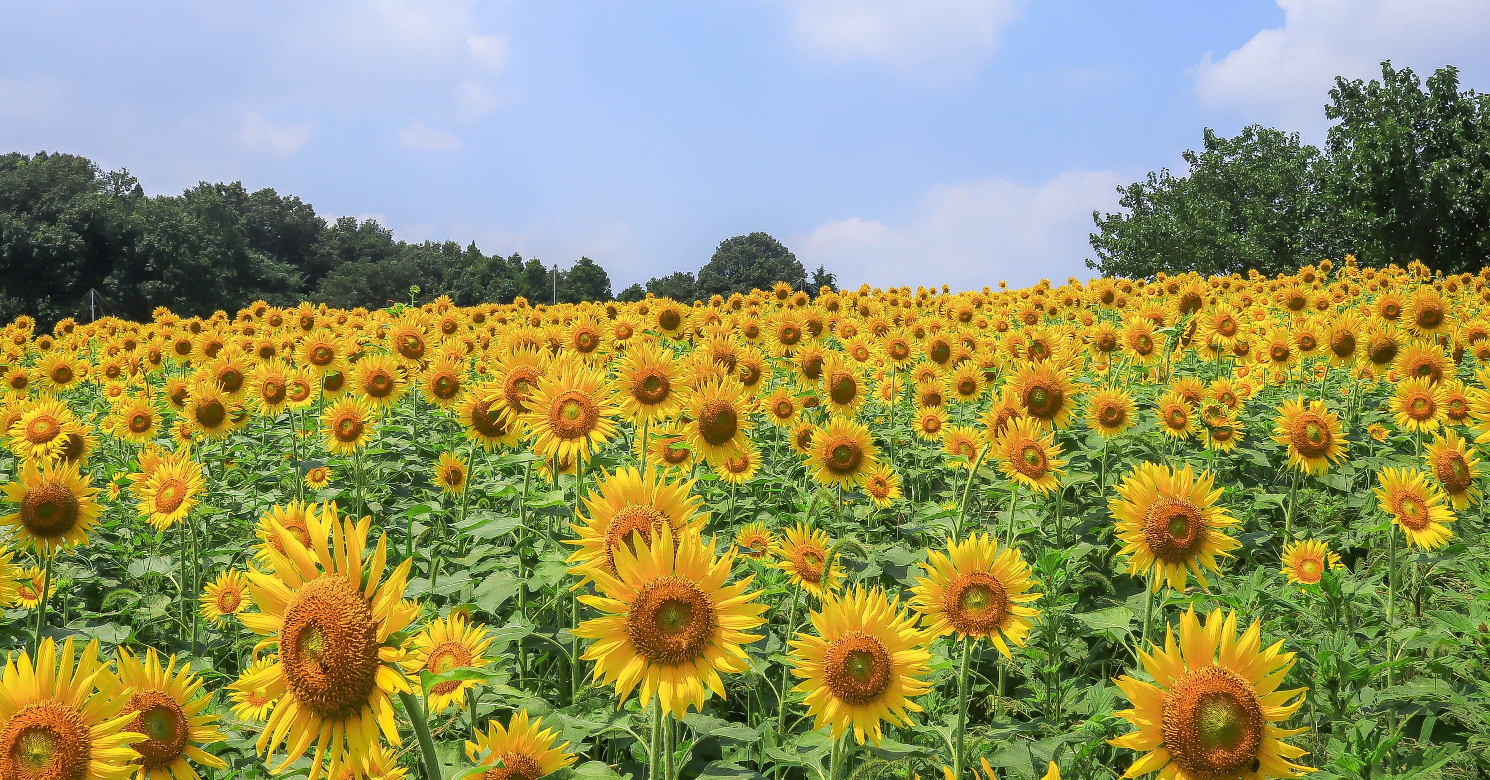 ひまわりが主役 〜7月14日「ひまわりの日」〜｜D.STYLE