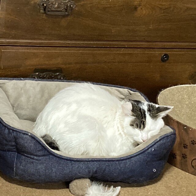 ワンコ様1 ウッドワン 【在庫あり】ウッドワン 錠ケース4型(左右兼用) 品番