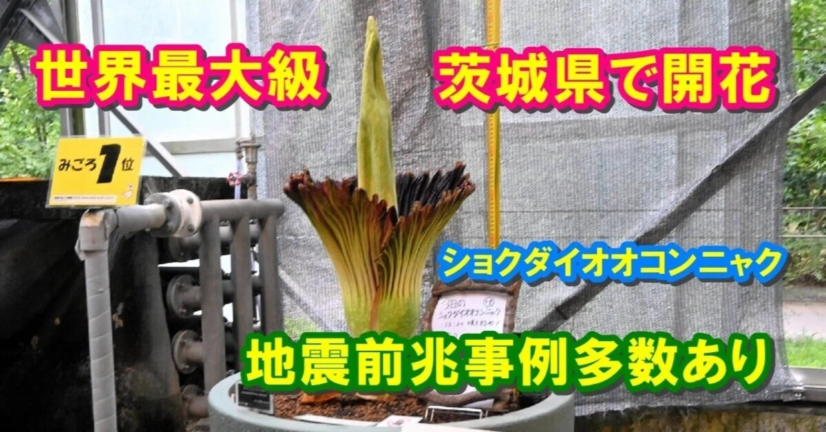 【地震前兆】世界最大級の花「ショクダイオオコンニャク」茨城県で開花～前兆事例多数あり｜百瀬直也：地震前兆・超常現象研究家／ライター／ブロガー