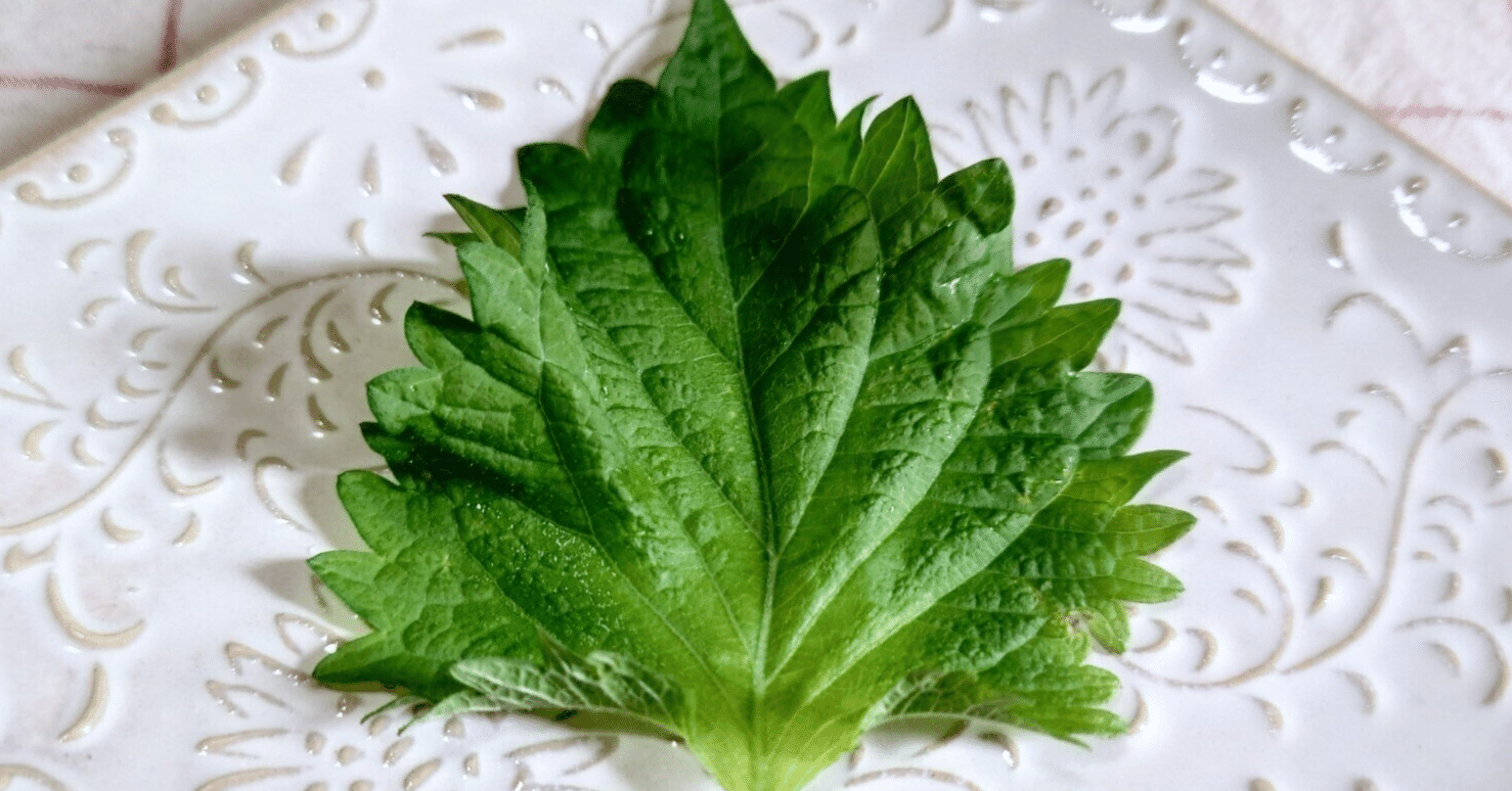 127［プランター栽培］ 黒く変色する紫蘇（大葉）｜〇バツ△