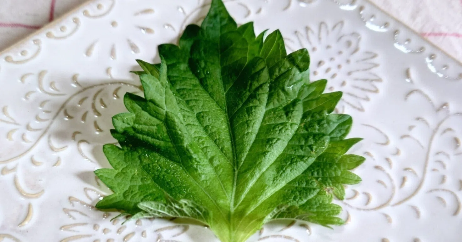 大葉 変色