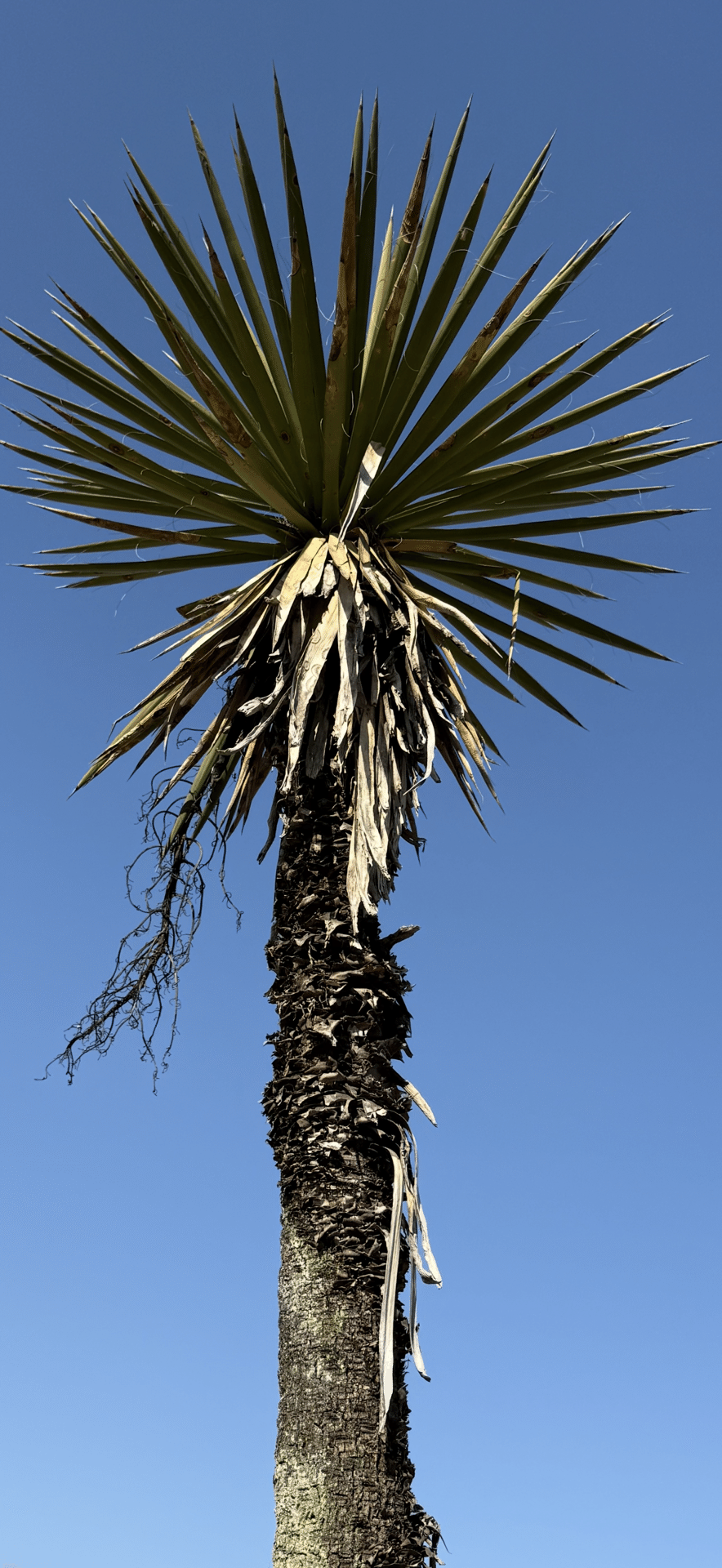 EXPO 2025 『マーシャル諸島共和国』 大阪関西万博に見る植物