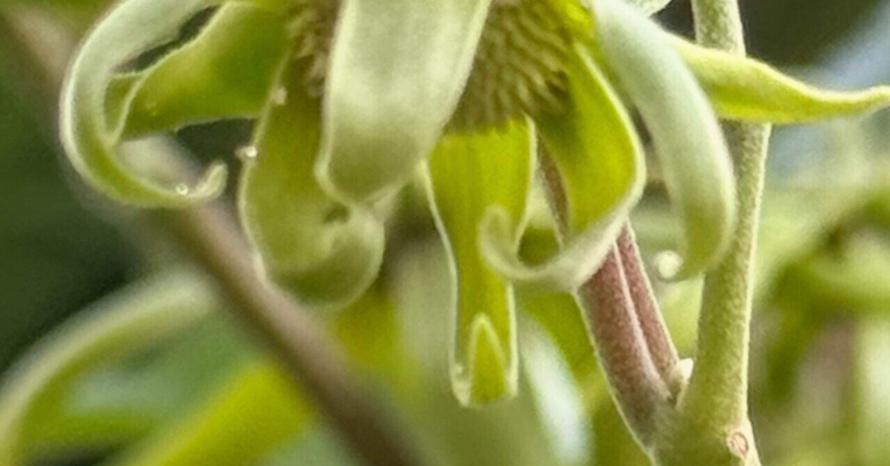 イランイラン 緑の花が黄に染まりし時、誰もが知る香りを放つ