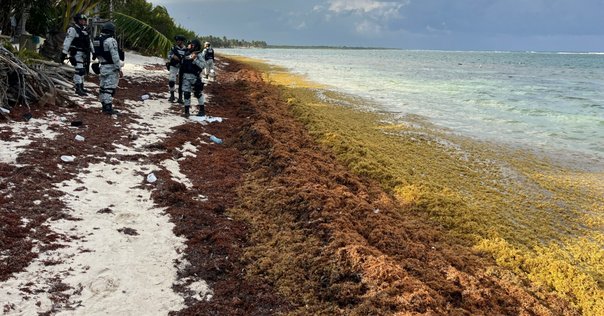西アフリカ・サヘルの砂漠化に挑む ごみ活用による緑化と飢餓克服、紛争予防 西アフリカ・サヘルの砂漠化に挑む / 大山 修一【著