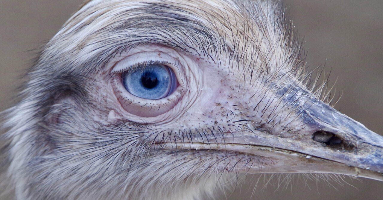 ダチョウ ostrich-1011524_960_720.jpg