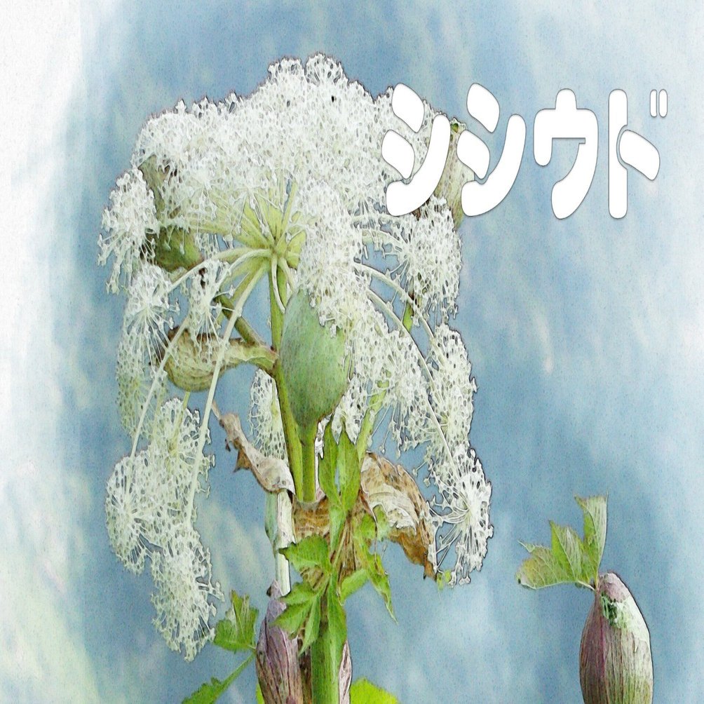 ミヤマシシウド（高山植物・水彩画風）｜taka
