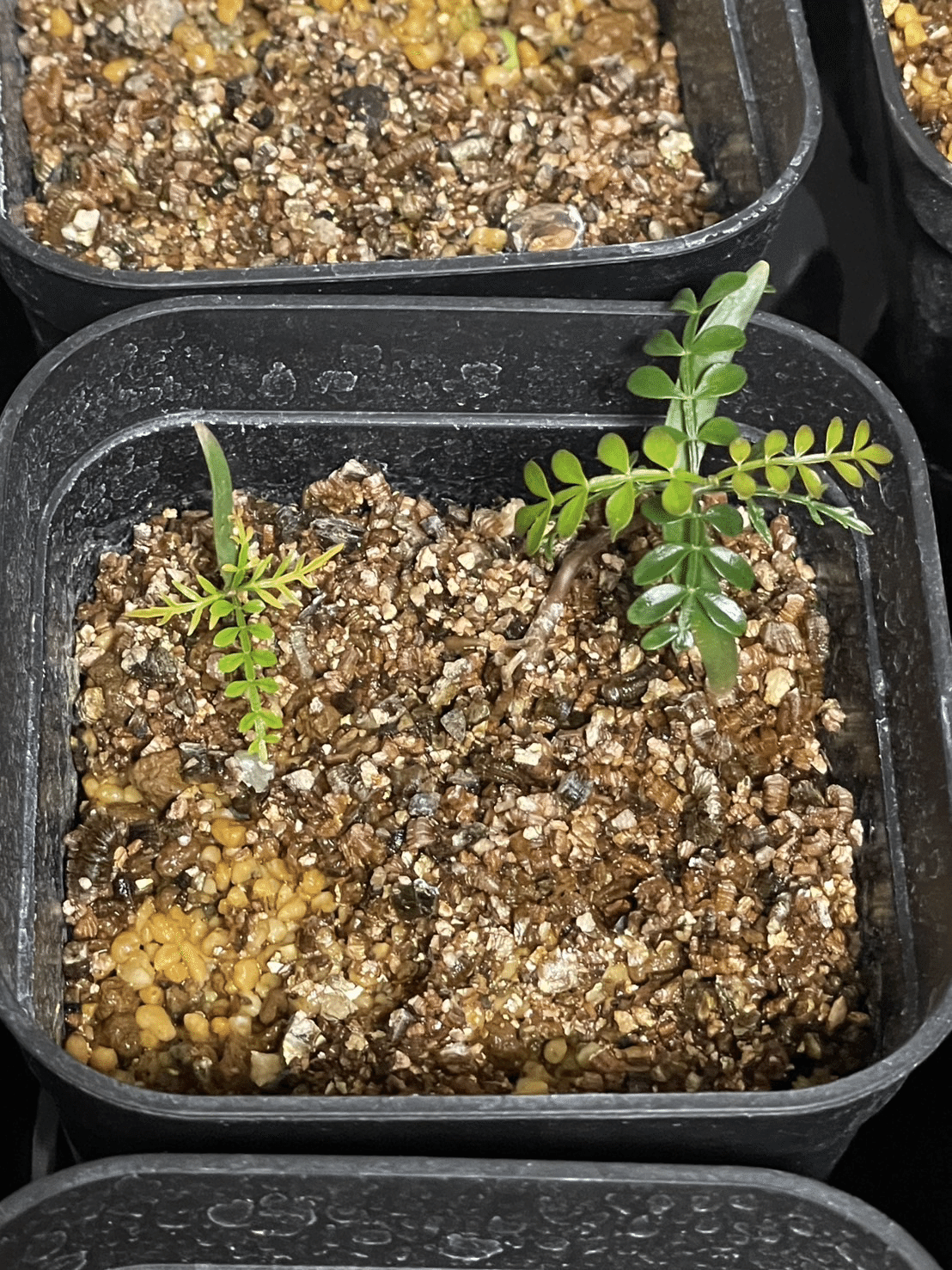 チ176 塊根植物・実生オペルクリカリア パキプス4年株・種から