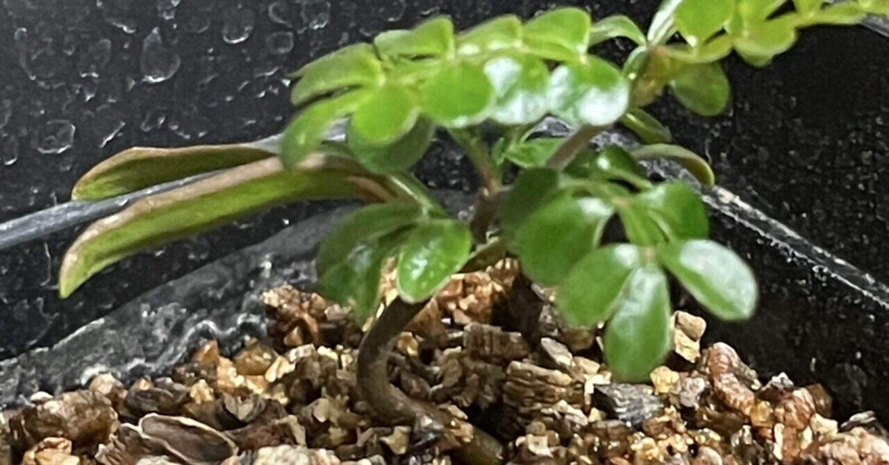 オペルクリカリア・パキプスの実生記録｜発芽から育成まで随時更新