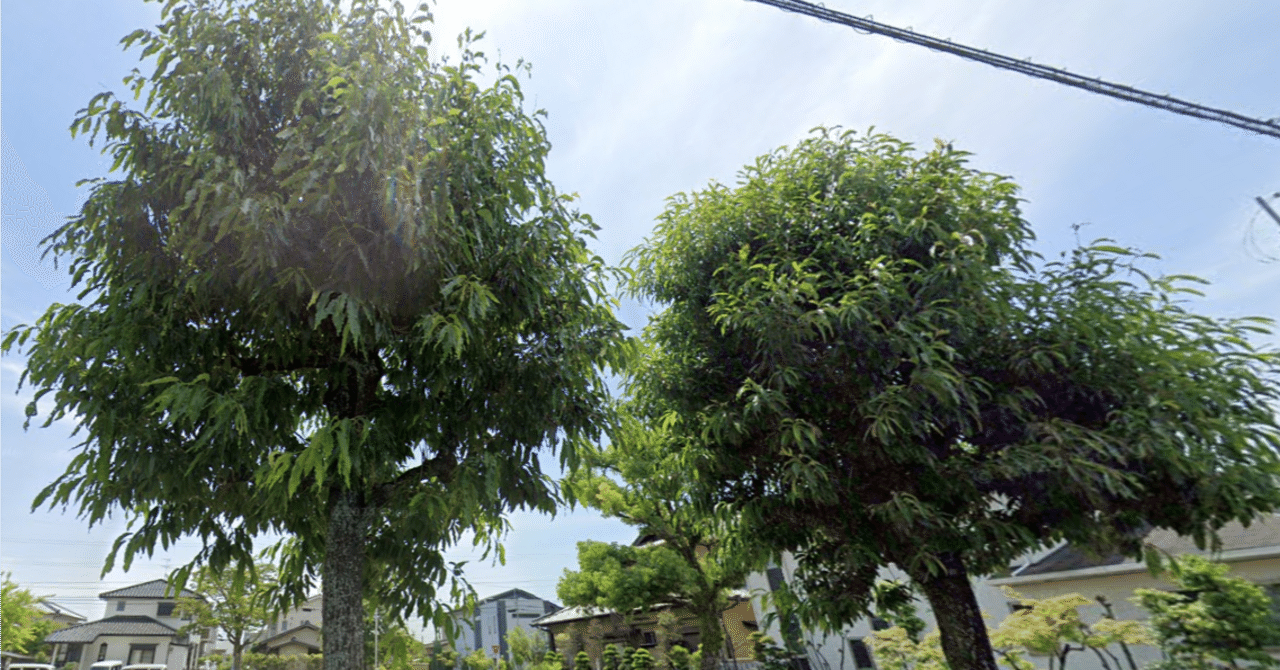 希望の象徴！幸運木今年3年生！ 希望の象徴！幸運木森からやって来