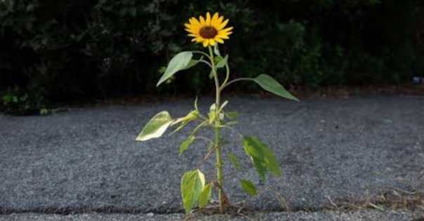 隣の芝生は青い様　ご依頼品　おもり部分 隣の芝生はやっぱり青い。でも隣から見たうちの芝生も青いのかも