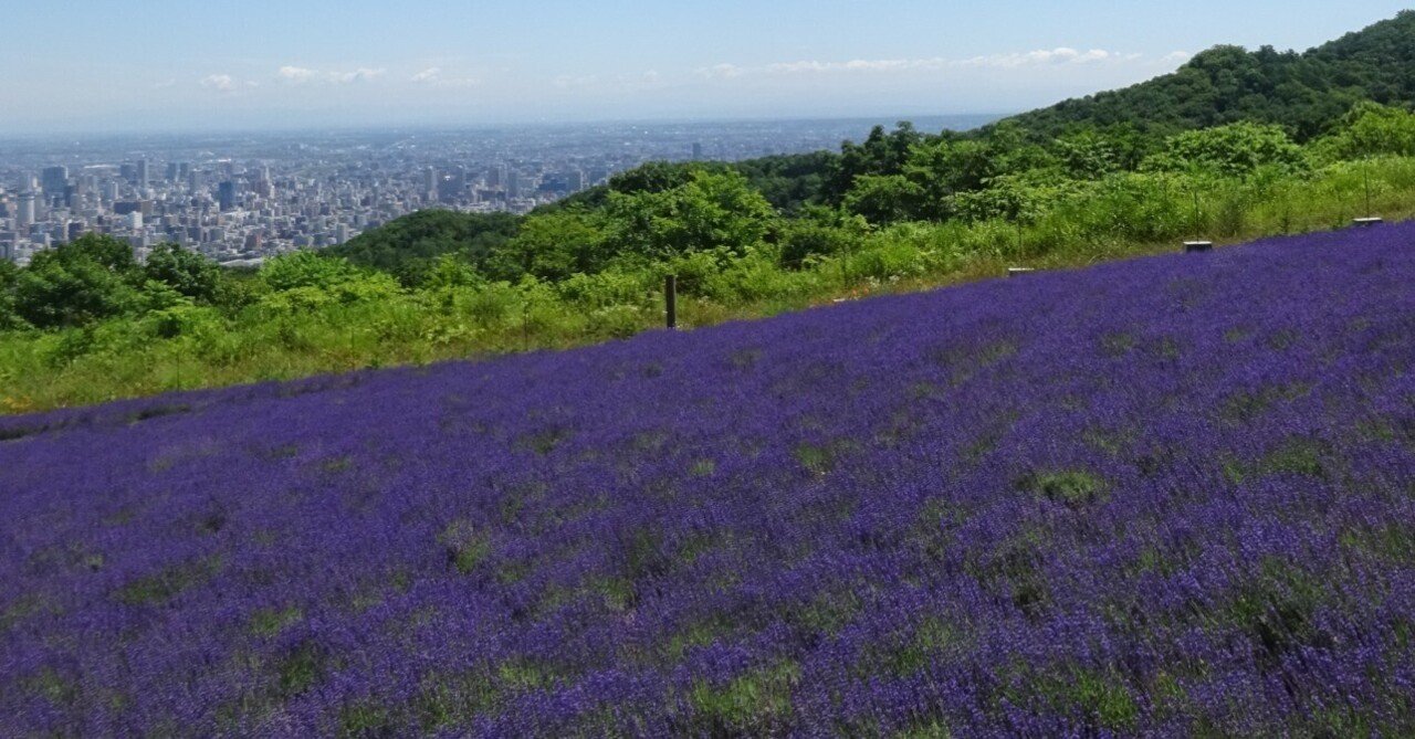 ラベンダー開花状況：幌見峠(2025.7.9)｜北海道さっぽろ観光案内所